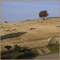Ingrandisci
