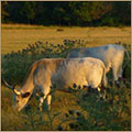 Ingrandisci