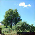 Ingrandisci